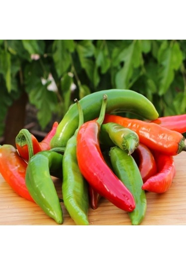 Çok Acı Hatay Samandağ Acı Biber Tohumu 10 Tohum
