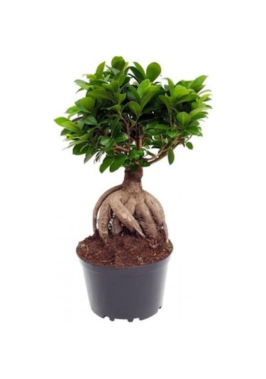 Serada Decor Plant Bonzai Fidanı Saksılı 20 Cm 40 Cm
