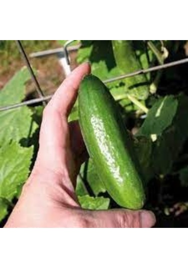 500 Adet Tohum Organik Bahçe Çengelköy Salatalık Tohumu Hobi Bahç