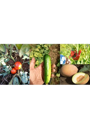 Yerli Ata Tohum Bal Kavun Badem Hıyar Üçburun Biber Sofralık Domates Tohum 120 Adet Tohum