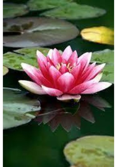 10 Adet Tohum Nadir Bulunan Pembe Lotus Çiçeği Tohumu Lotus Su Çiçeği Tohumu Nilüfer Çiçeği Tohumu
