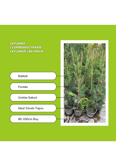 Leylandi Cupressocyparis Leylandii 80-100cm