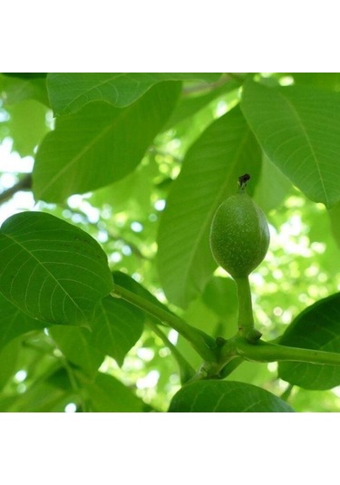 Aşılı Chandler Cevizi Tüplü 3 Yaşında Tüplü Bahçevilya