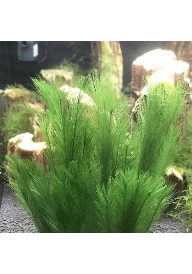 Vkemall Akvaryum Dekoru: 30cm Beyaz Tabanlı 3'lü Plastik Yapay Bitki Seti - Renkli Ve Gerçekçi Su Bitkileri