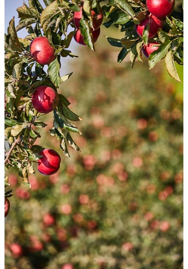 Elma Sirkesi Ve Kızılcık Sirkesi 250 Ml + 250 Ml - Doğal Fermente