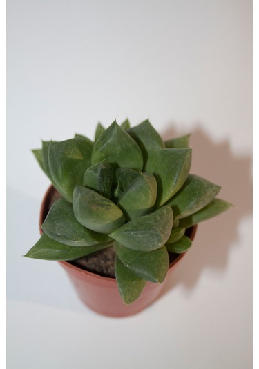 Haworthia Cymbiformis Optusa Sukulent Tekli 5,5 Cm Saksıda