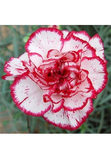 Tohumculuk Lekeli Karanfil Çiçeği Tohumu 30 Tohum