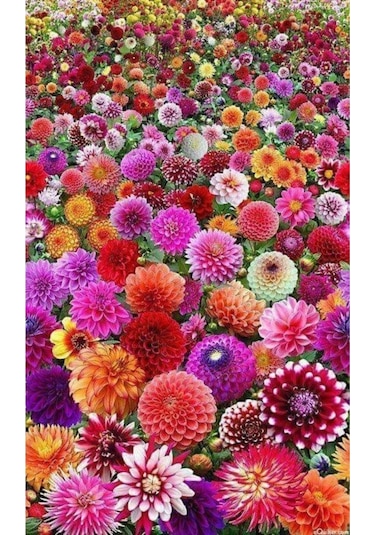 5 Adet Karışık Renkli Yıldız Çiçeği Soğanı