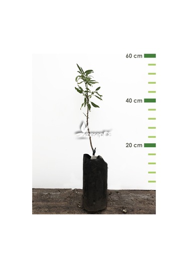 Badem Ferragnes Fidanı N11.483