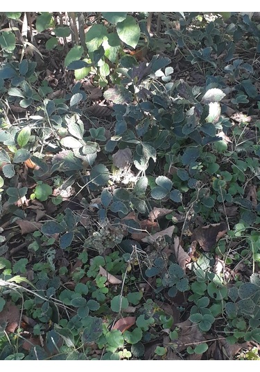 Beyaz Çilek Açık Kök  50 adet