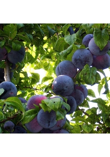 Tüplü Aşılı Çok Geçci Yüksek Verimli Tam Bodur Angeleno anjelika