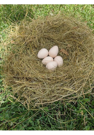 Alex Gips Yolunceği Temizlik Ürünleri 240119249