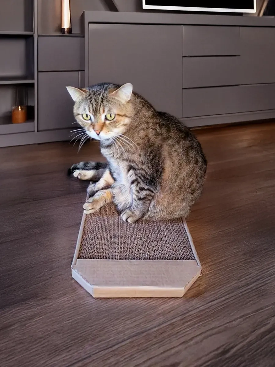 Pangur Kediler İçin Mukavva Ve Kırışık Yüzeyli Yere Yerleştirilen Tırmalama Direği 49814604