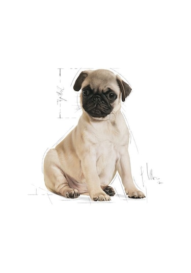 Royal Canin Pug Junior Yavru Köpek Maması 1.5 KG