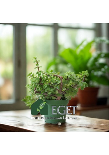 Yeşim Ağacı/filazığı Portulacaria Afra 15-20 Cm