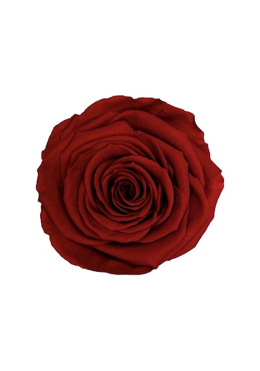 Rose Amor red-01 KOYU KIRMIZI şoklanmış solmaz gül XL