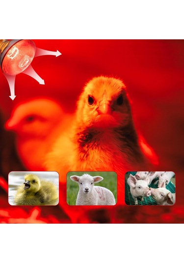 250w Tavuk Isı Lambası Ampulleri, Par38 Civcivler İçin Isı Lambası, Kızılötesi Isıtma Ampulleri 2 Paket