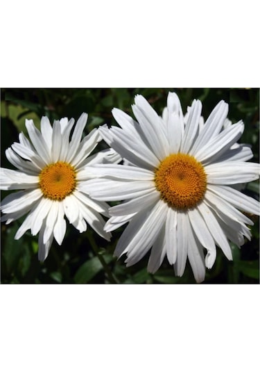 Süper Paket 150 Adet Tohum İthal Dev Papatya Tohumu Alaska Papatyası