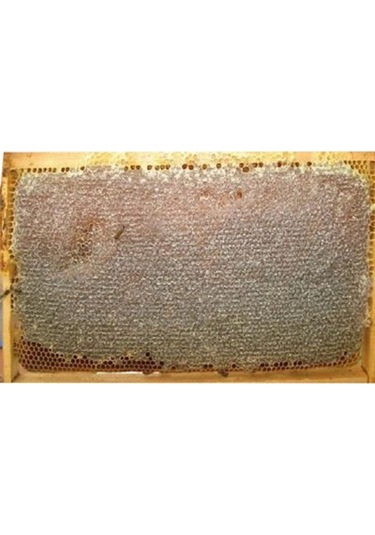 Beslenme Dedektifi Petek Çiçek Balı 850 G