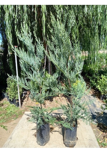 10 Adet Leylandi Siyah Tüp Torbada Ortalama 80 Cm Çit Çamı