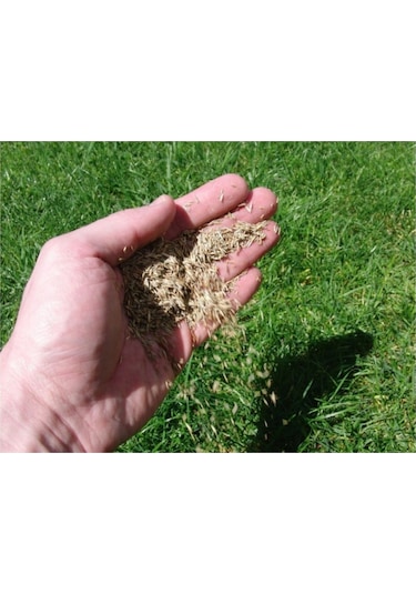 Bermuda Çim Tohumu Uganda Çim Tohumu 500 Gr