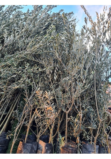 Gemlik Trilye Zeytin Fidanı 5 Yaş 1,5 Metre Boy