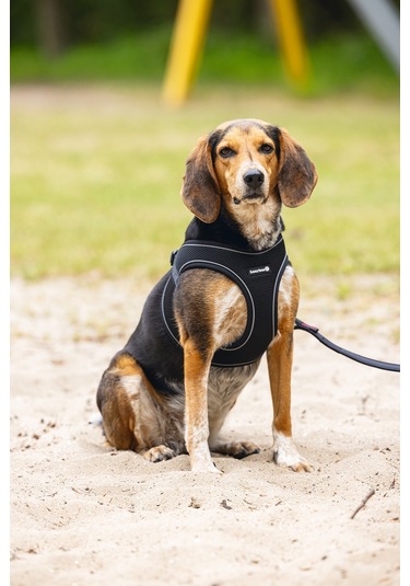 Beeztees Köpek Göğüs Tasması, Neopren, Siyah, M, 41-46cm Çok Renkli