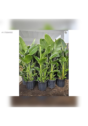 Starliçe Cennet Kuşu Strelitzia 100-120cm