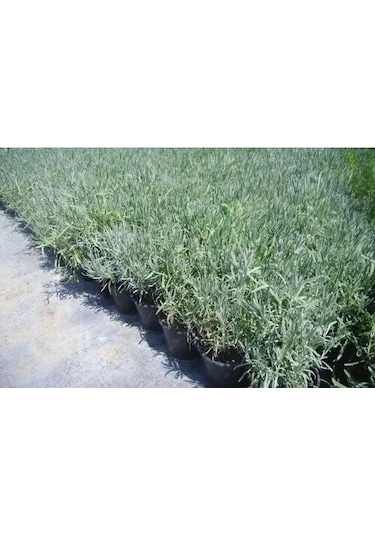 Darkorchid Moru Lavanta Fidanı 2 Adet 30-40 Cm Lavandula Intermedia