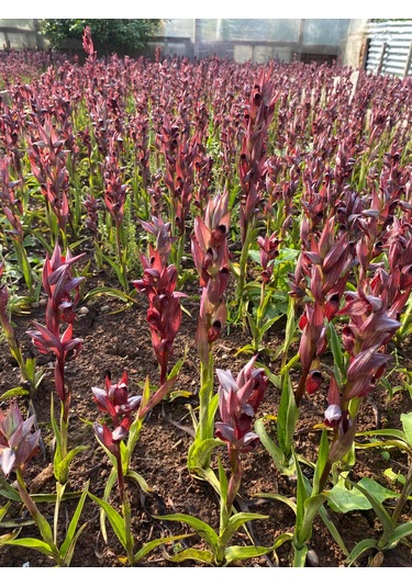 Dogal Salep Fidanı 3 Kg