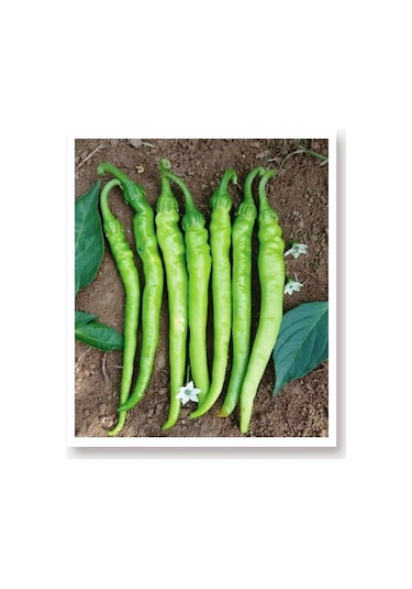 Ata Tohumu Tatlı Sivri Çetinel Biber 100 Adet Tohum