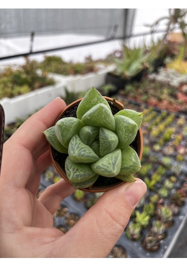 Blacksand Haworthia 1 Adet