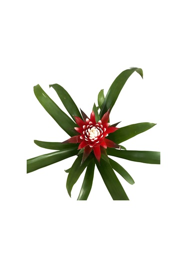 Guzmania Hope (Guzmanya) Ø12 CM Y45-50 CM