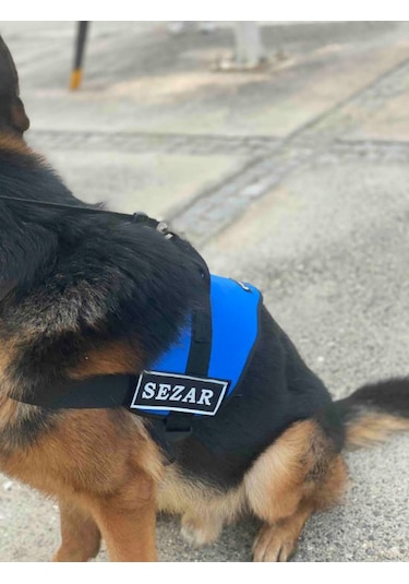 Kişiye Özel, Isimli K9 Köpek Tasması, Göğüs Tasması Mavi