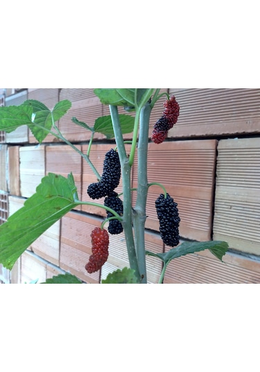 4yaş Yediveren Avustralya Dut Fidanı Tüplü Üzeri Meyveli