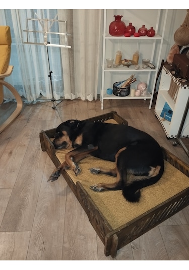 Pet Dizayn Bilboa Büyük Köpek Yatağı 2XL
