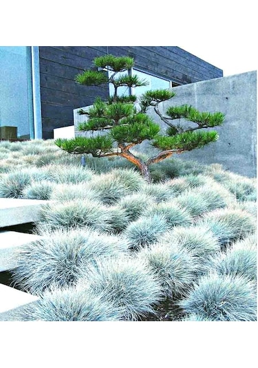 Mavi Çim Festuca Glauca 30 Adet