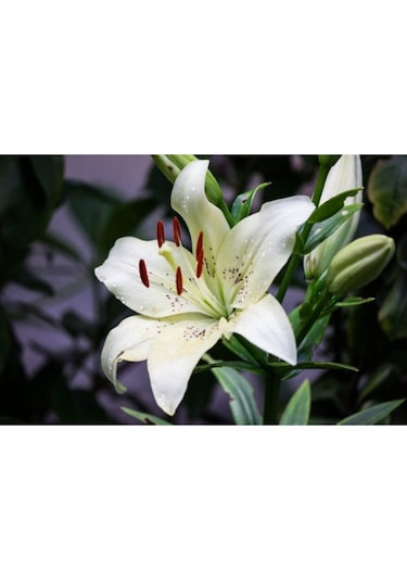 Beyaz Çili Zambak Soganı 2 Adet