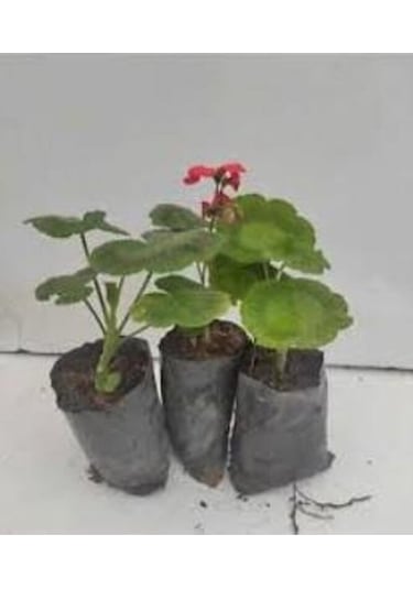Thebestonline Canlı Saksılı Sardunya Çiçeği Fidanı Pembe 10-20 Cm