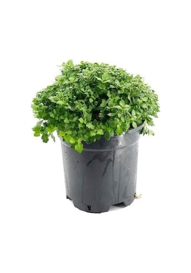 Kasımpatı Krizantem Chrysanthemum Çiçeği Fidanı 2'li Set Pembe Sarı