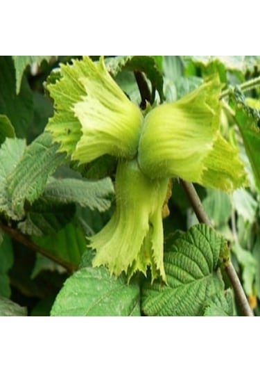 Tüplü Giresun Yağlısı Fındık  Fidanı