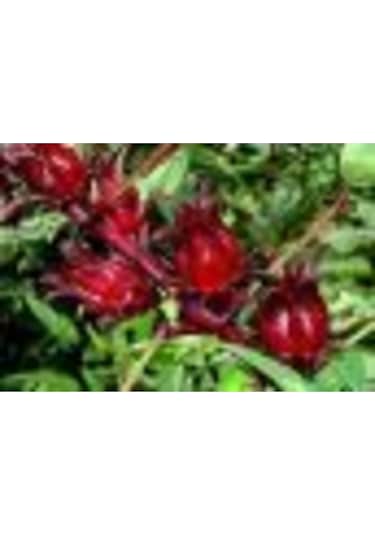 Sudan Bamyası Çiçeği Tohumu Roselle Çiçeği Tohumu Hibisküs Çiçeği Tohumu 10 Adet Tohum