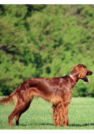 Armor Coat Köpek Bakım Spreyi Böğürtlen Kokulu 75 Ml