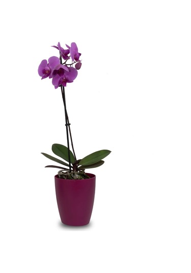 Vişne Orkide Saksısı Dekoratif Dış Saksı 1 Adet- 12 Pot Şeffaf Orkide Üretim Saksısı Hediyeli Vişne Saksı