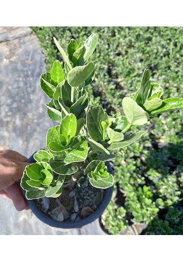 10 Adet Gümüş Taflan. Saksıda. Euonymus Japonicus Silver King