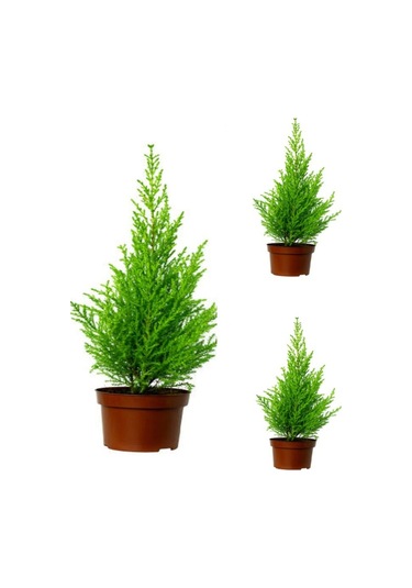 Limon Çamı Limoni Servi Fidanı 30 50 Cm 3 Adet Tüplü Cupressus Macrocarpa Goldcrest