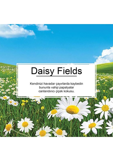 Little Trees Daisy Chain Papatya Aromalı Oto Kokusu 3 Adet