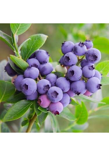 Yaban Mersini Meyve Fidanı Vaccinium Myrtillus