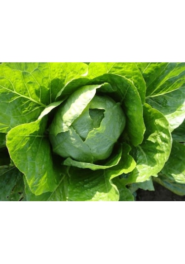 Göbekli Yedikule Marul Tohumu 100 Adet Tohum