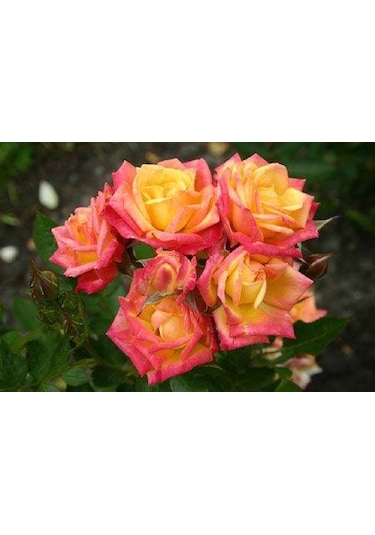 Tüplü Aşılı Little Turuncu Sunset Aşılı Yediveren Gül Fidanı